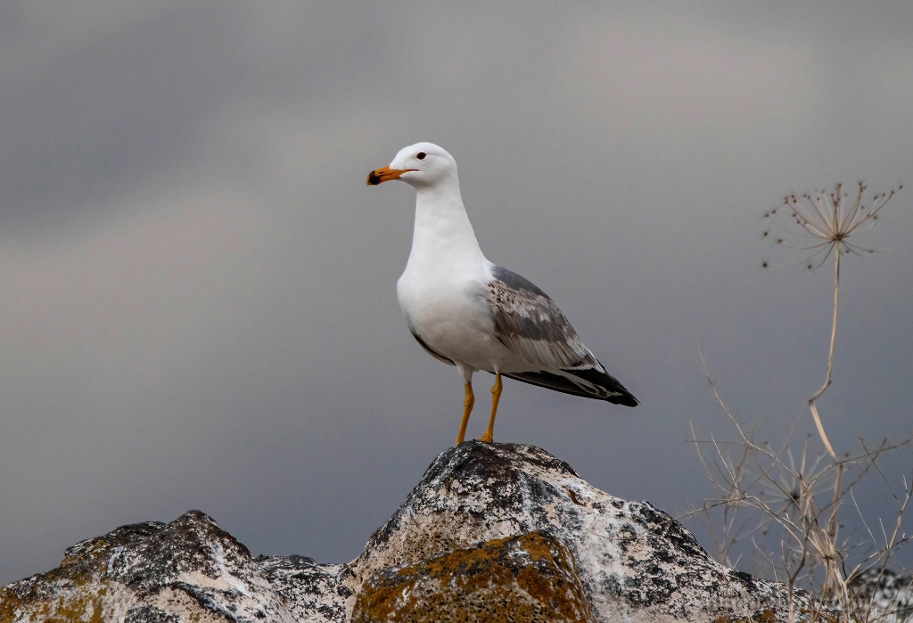 CA8A3280-DeNoiseAI-standard vk.jpg